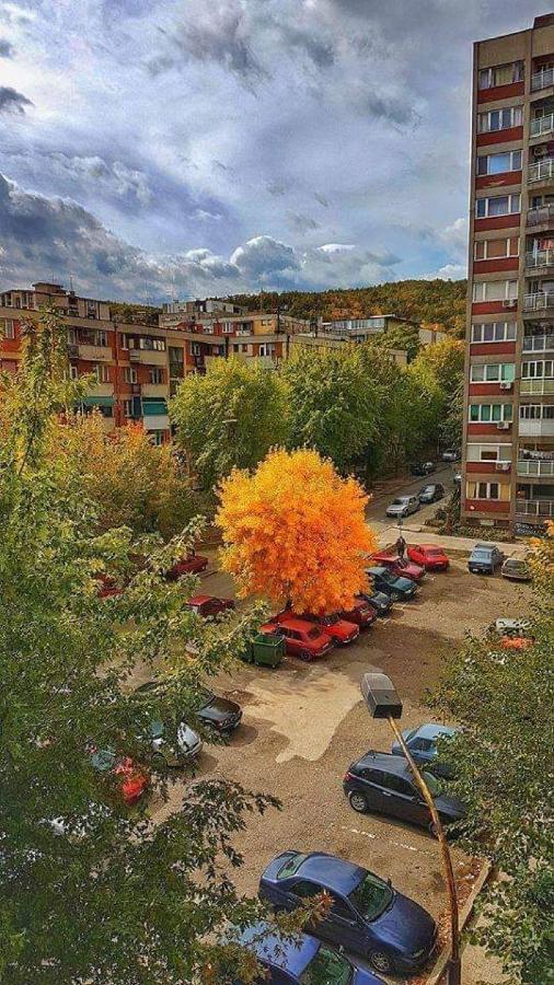 Apartman Nikolic Bor Exterior photo